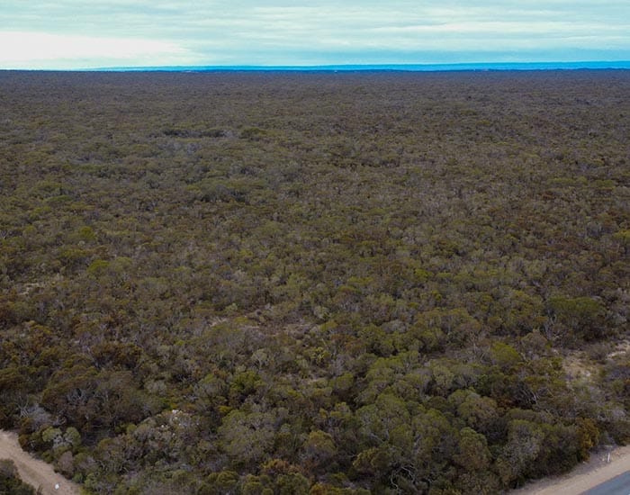 New conservation land shows promise for species reintroduction