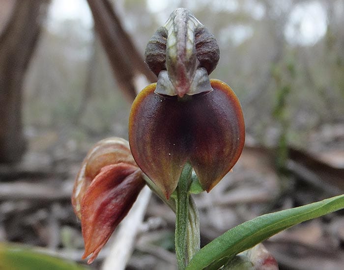 Rain brings orchids to flower