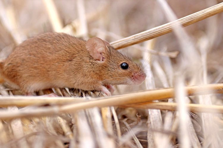 Study for better bait spreading