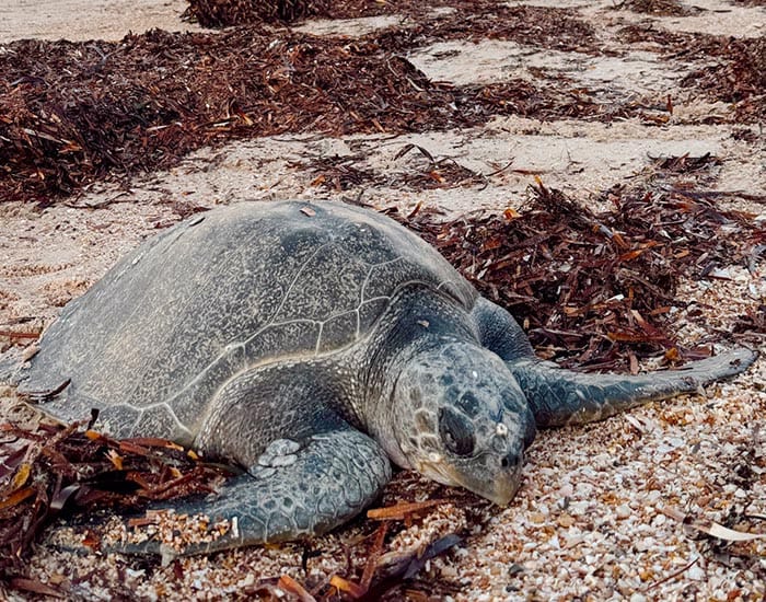 Mounting calls for action on algae bloom