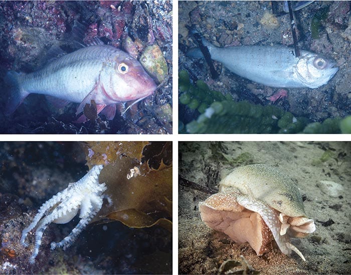 Suspected microalgae bloom kills SYP sea life