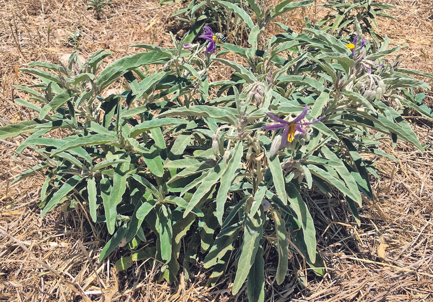 Silverleaf nightshade a pest plant nightmare