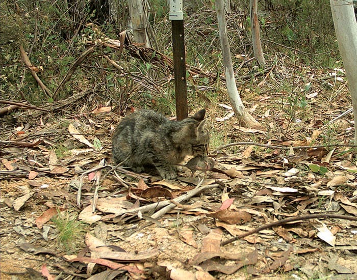 WRC concerned about new laws to tackle feline frenzy