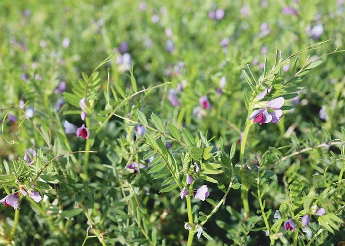 Investment in research to benefit farmers