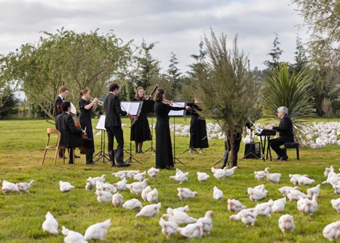 New Zealand orchestra plays for chickens