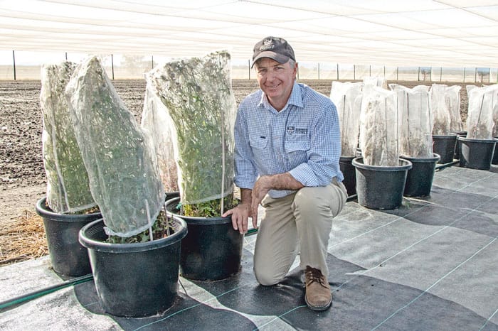 Advances made in weed recognition technology