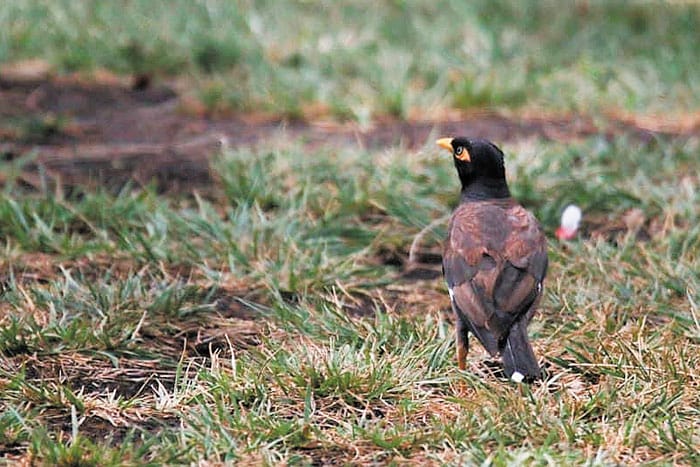 Invasive bird spotted at Corny Point
