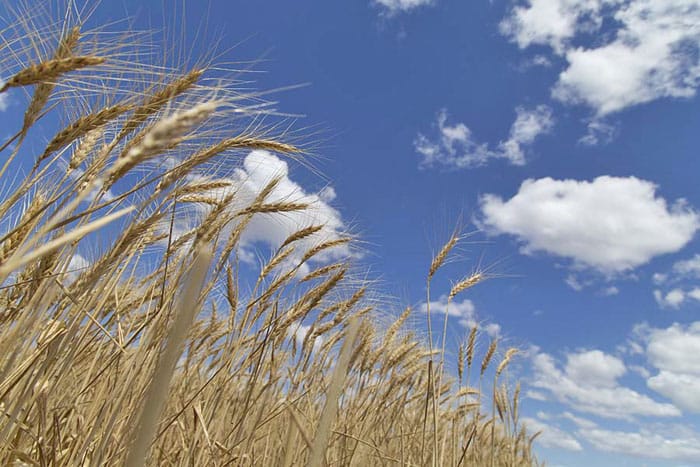Fine tune your fertiliser decisions
