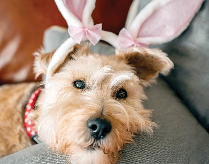 Keep your pets safe this Easter