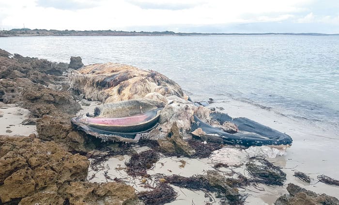 Whale found on SYP beach