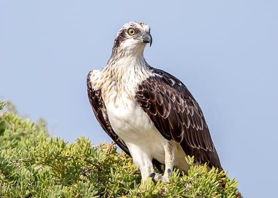 Join South Australia’s Friends of Osprey