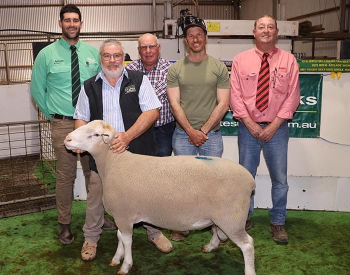SALE TOPPER... Anthony Ferguson of Anna Villa White Suffolks (second left) holds the top-priced ram at the stud’s annual sale. With him are Daniel Hill from Nutrien Hill Livestock, buyers Wayne and Samuel Young, and Matt Ward from Elders Yorke Peninsula.