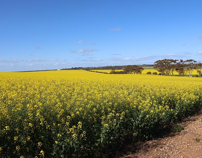 Canola crops ‘out of bounds’