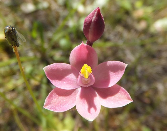 Yorke Peninsula’s native orchids