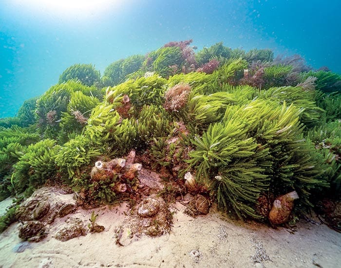 Conservation group ready to reef