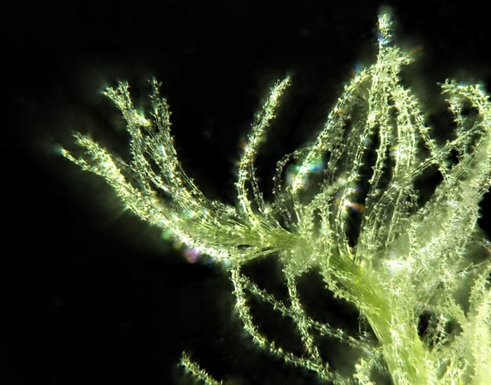 Adelaide researchers help uncover gene linked to multi-ovary wheat