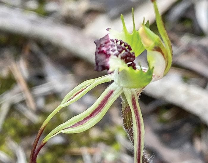 S is for Spider Orchids