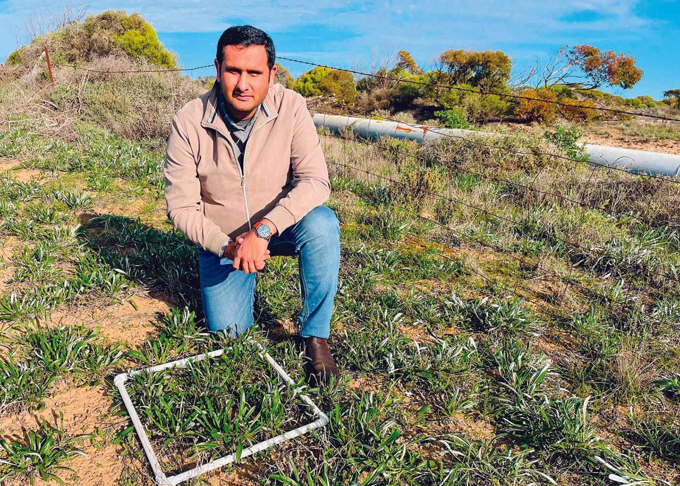 Garden beauty turns into paddock pain