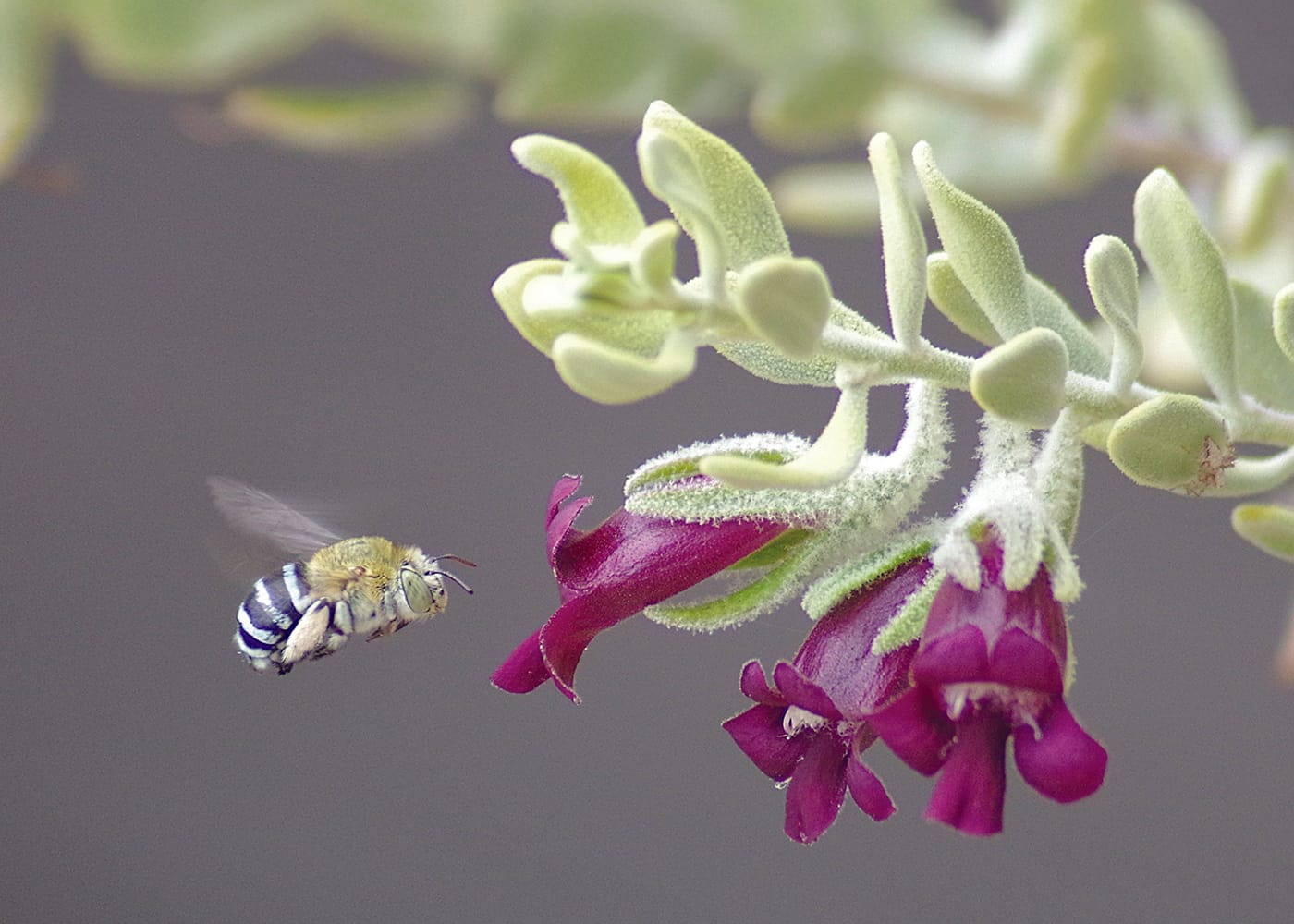 New guides highlight the power of pollinators on YP