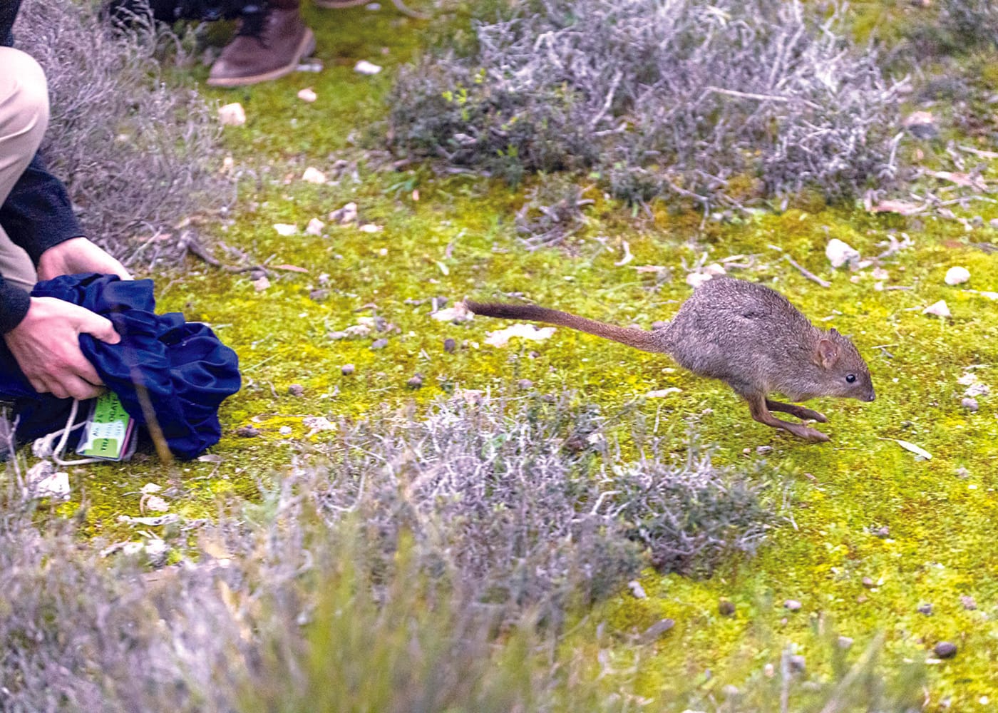 Brush-tailed bettongs bouncing back