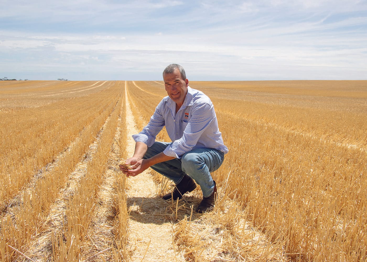 Clethodim resistance in ryegrass rises sharply on YP