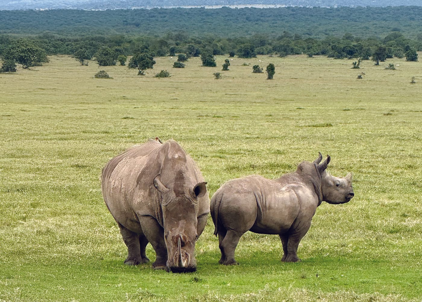 Time to live your African dream