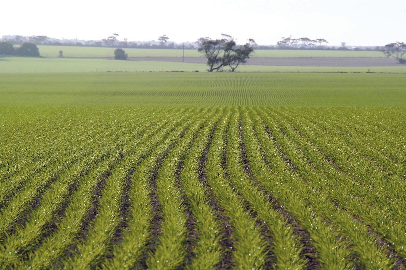 Rain, rain come again