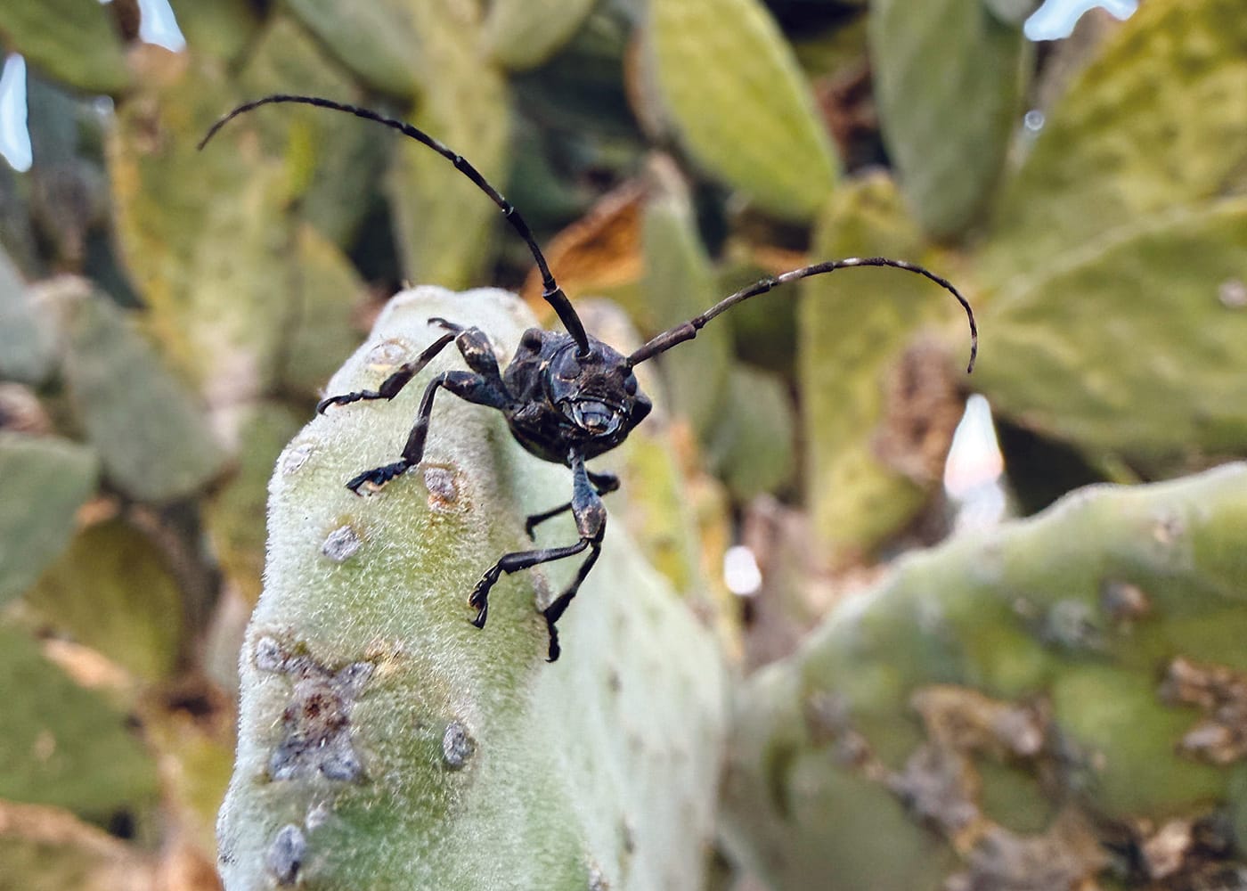 Beetles on a mission