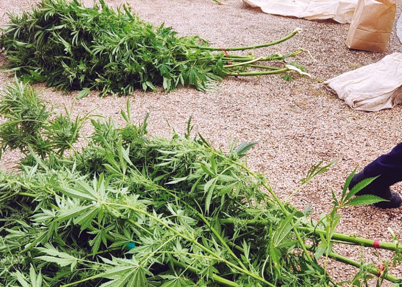 Stansbury woman reported for cultivating cannabis