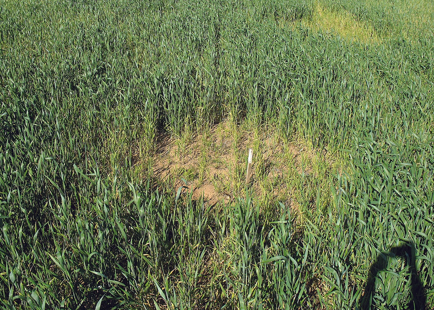 Uncovering bare patch disease