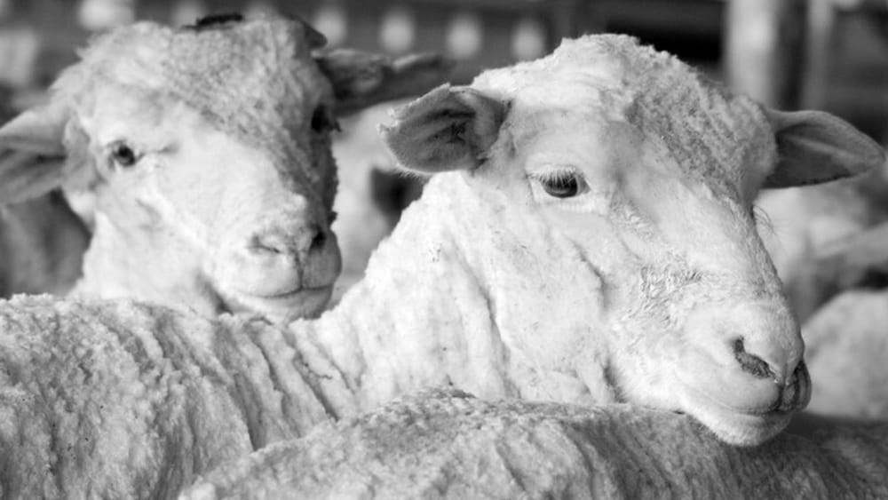 Baa-cking latest AgTech at expos post image