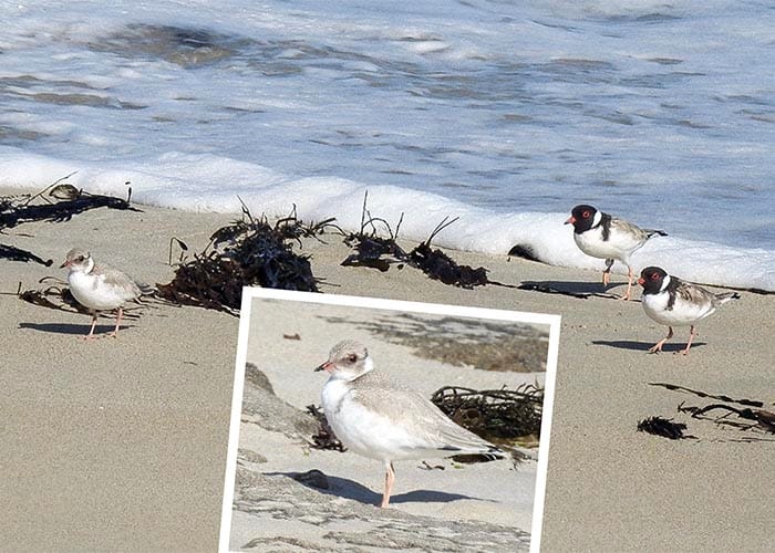 First hooded plover fledged post image