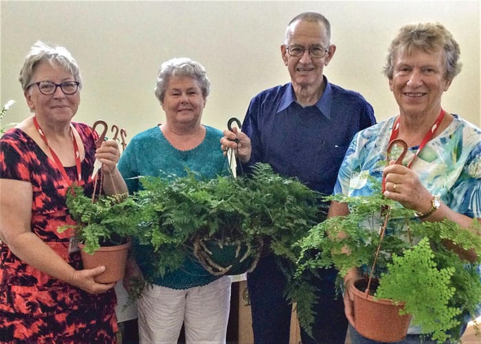 Warooka garden club members’ ferns focus post image