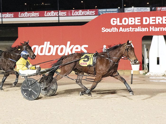 YP harness racing news post image