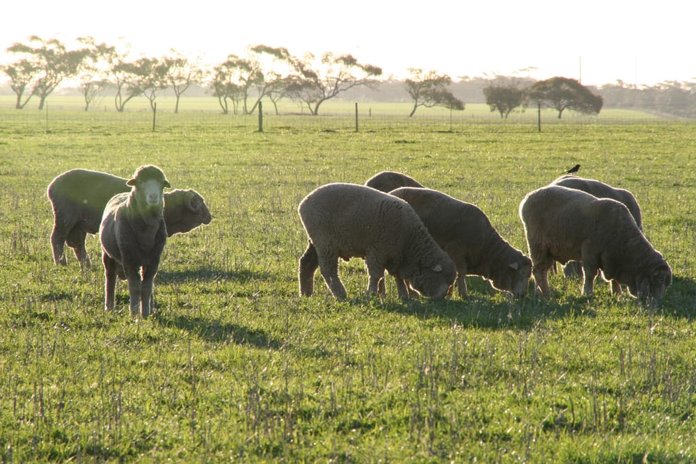 Welcome to ‘21 ram sales post image