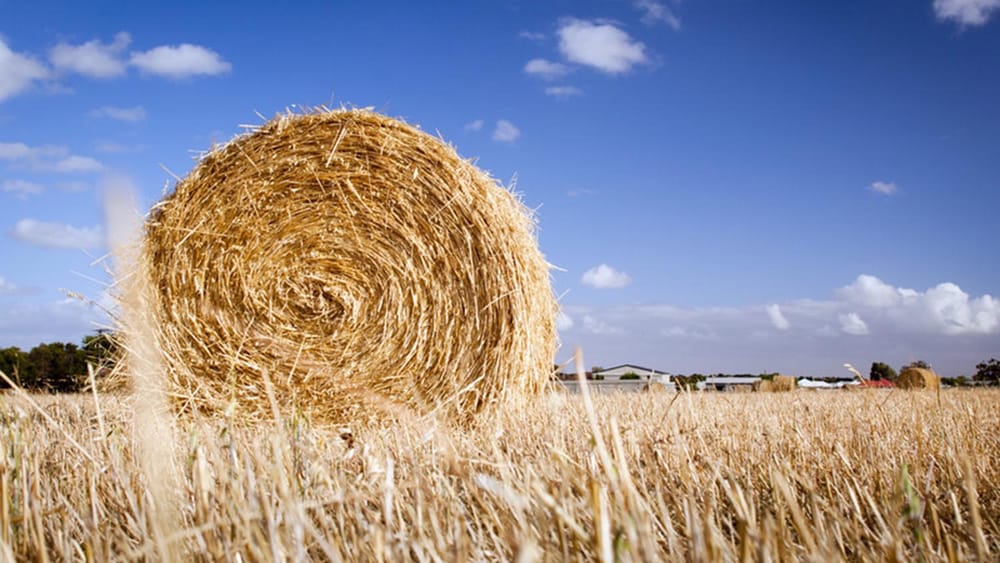 Agriculture loans up as Aussie farmers show their resilience post image
