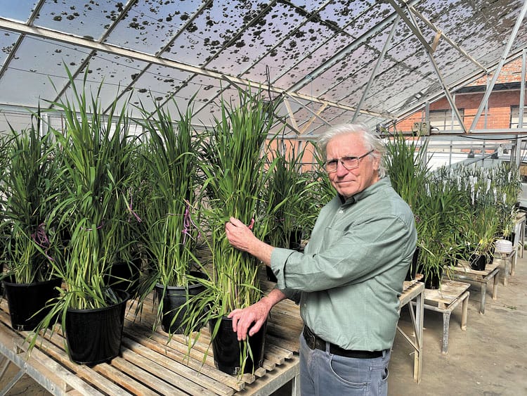 Dry seeding trial gives insight into soil moisture impact post image