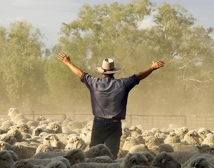 SA sheep producers are optimistic as confidence rebounds post image