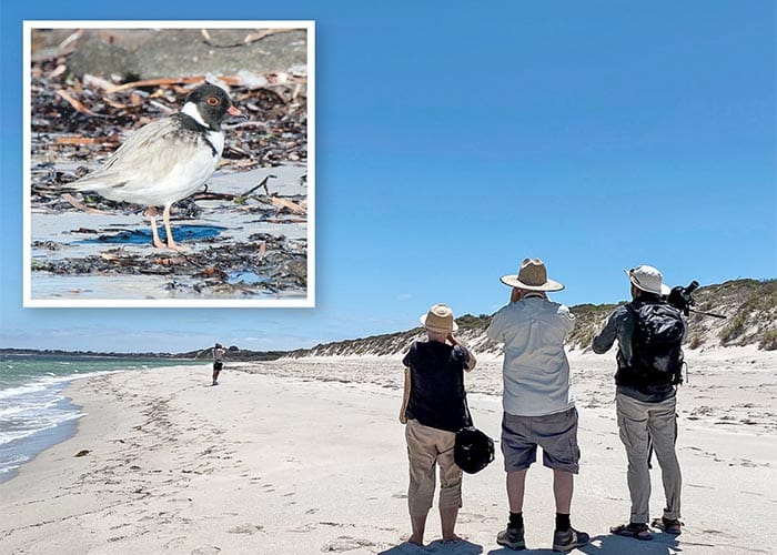 Plovers slow and steady increase post image