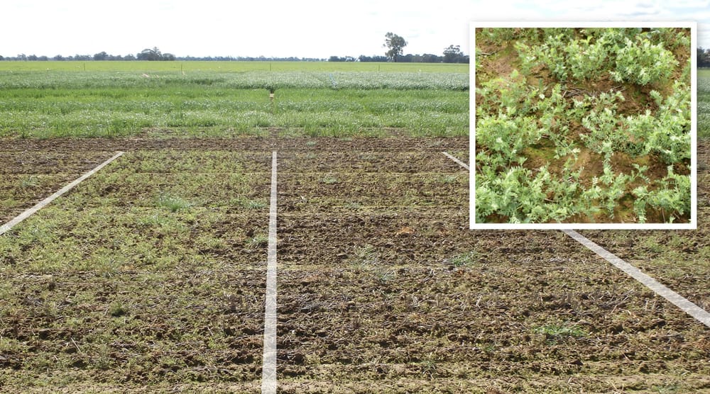 New tank mix partner’s a broadleaf weed Priority post image