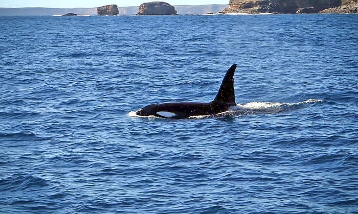 A killer encounter off Innes post image