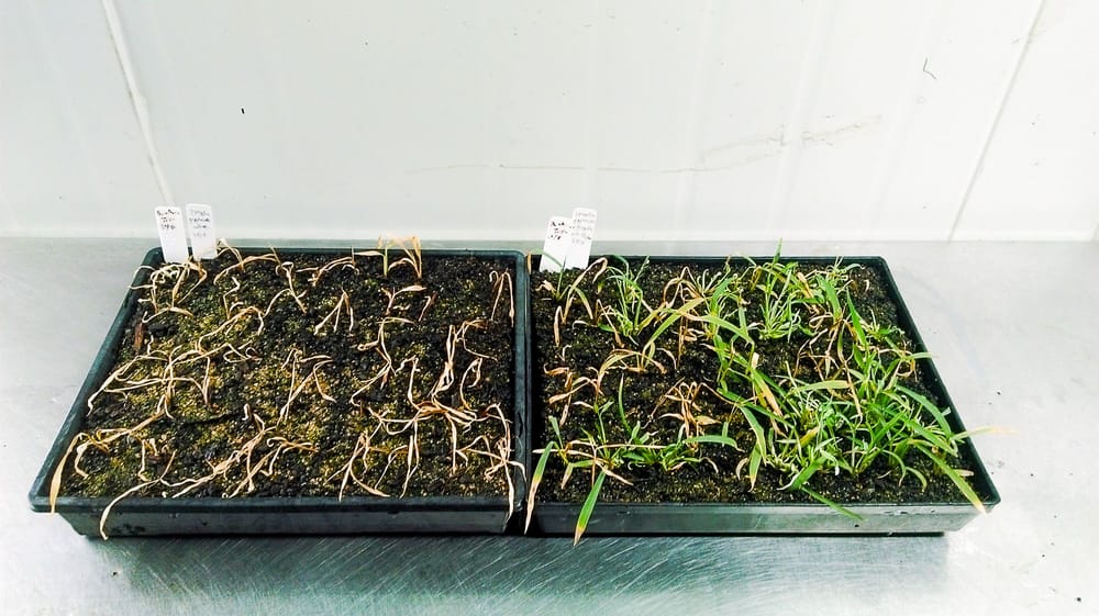 Addressing tank mixing issues when spraying resistant weeds post image