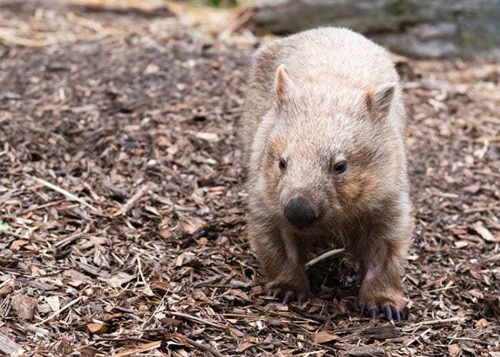 Wombats protected through a new bill post image