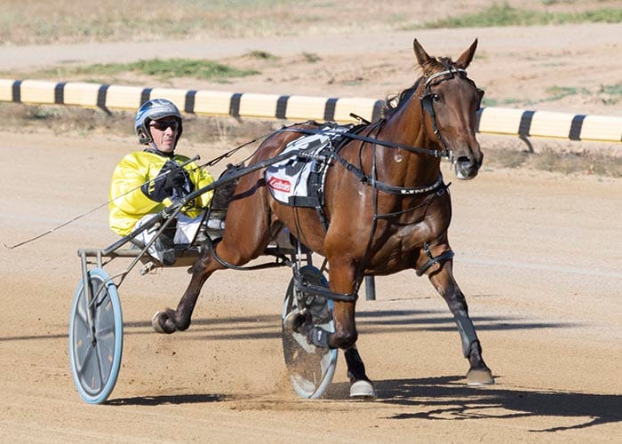 YP harness racing news post image