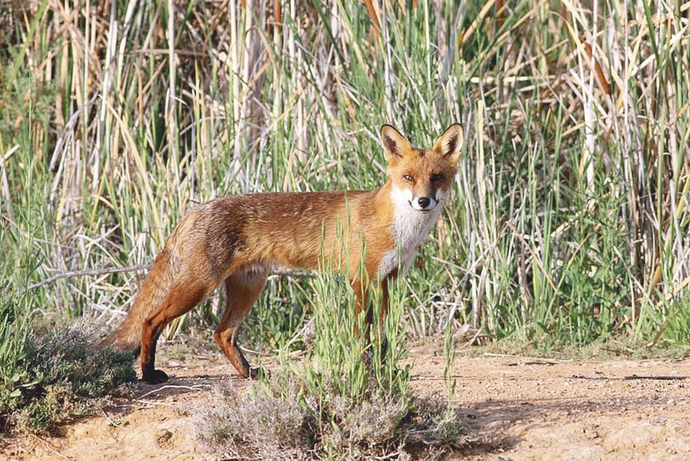 Help outfox predators post image