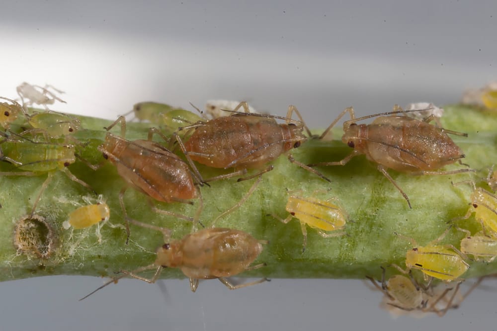 You don’t want aphids — but ag researchers do post image