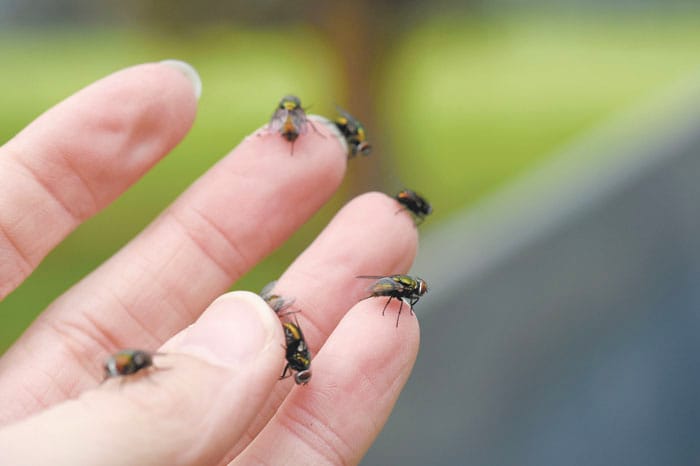 Striking at the heart of blowflies post image