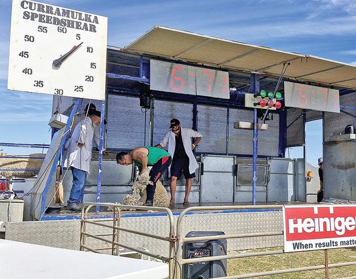 Shearing success post image