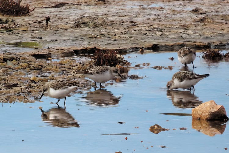 Shorebird identification at Port Clinton beach post image