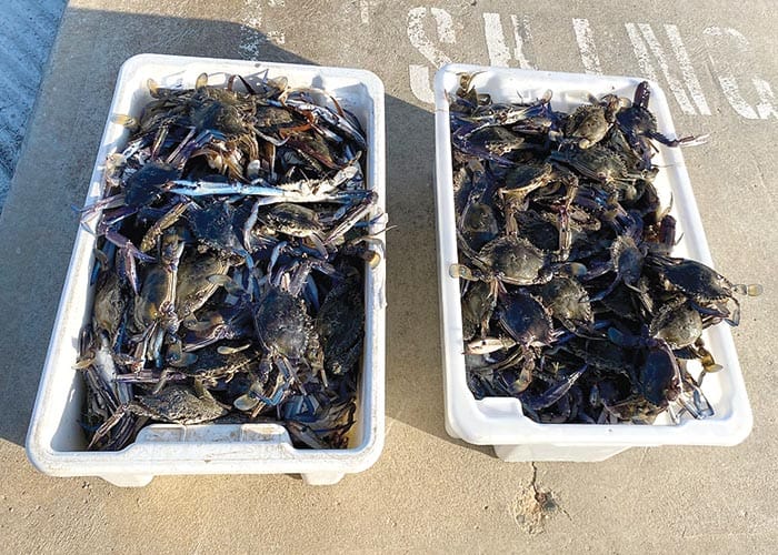 Police News... YP shops raided for illegal tobacco post image